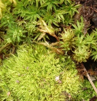  Living Moss - Fresh Sheet Moss Perfect for Terrariums and  Bonsai by DBDPet