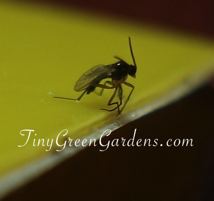 Fighting the Fungus Gnats